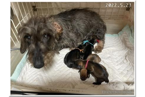 成約済の千葉県のミニチュアダックスフンド(ワイヤーヘアード)-181402の3枚目